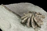 Crinoid (Agaricocrinus) Fossil - Crawfordsville, Indiana #122970-2